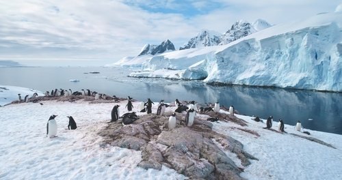 Pinguine auf Felsen und Schnee vor Gletschern und Eisbergen