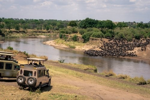 Große Gnu-Herde am Ufer eines Flusses, davor zwei Safari-Fahrzeuge